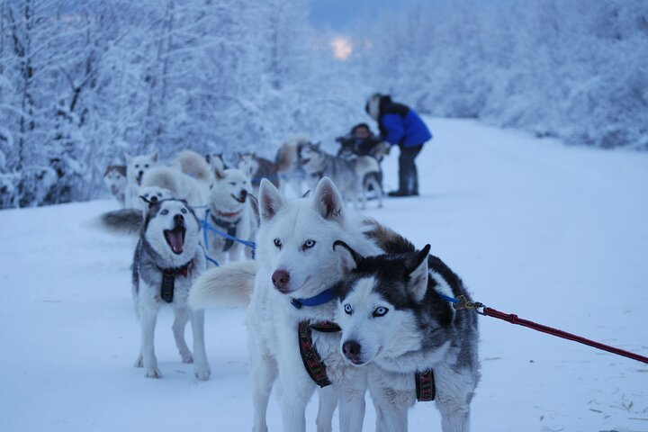 Free Pickup/Drop off: Dog Sledding with Free Photo in Fairbanks - Photo 1 of 25